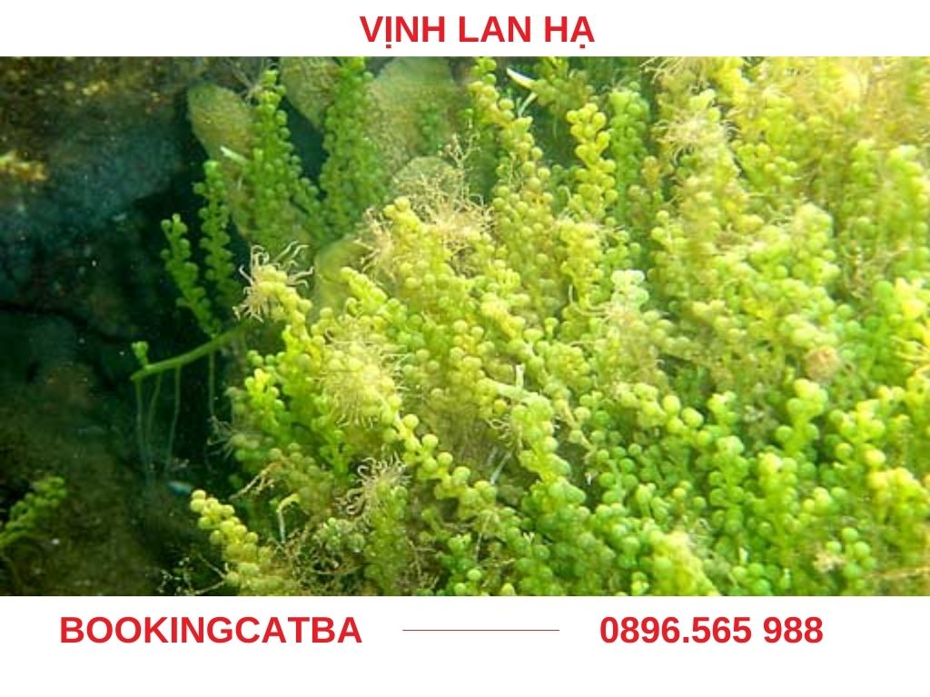 Du khách lặn ngắm san hô đầy màu sắc dưới lòng biển Vịnh Lan Hạ.