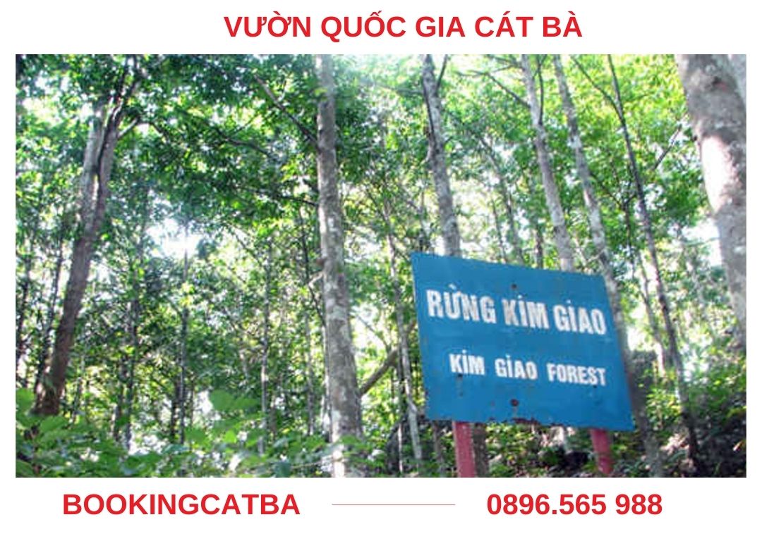 Rừng kim giao cổ thụ quý hiếm trong Vườn Quốc gia Cát Bà.